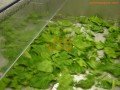 Desinfección vegetales